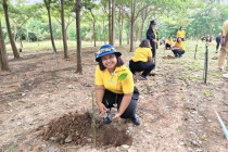 วันรักต้นไม้ประจำปีของชาติ พ.ศ. 2567 พารามิเตอร์รูปภาพ 10