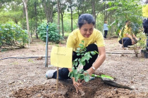 วันรักต้นไม้ประจำปีของชาติ พ.ศ. 2567 พารามิเตอร์รูปภาพ 1