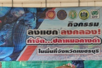 กิจกรรมลงแขกลงคลองกำกัดปลาหมอคางดำในพื้นที่จังหวัดเพชรบุรี พารามิเตอร์รูปภาพ 15