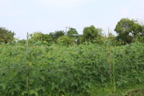 ประชุมการจัดกิจกรรมจิตอาสาพัฒนา 4 ภาค ... พารามิเตอร์รูปภาพ 16