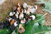 ต้อนรับเจ้าหน้าที่เก็บข้อมูลการแก้ไขปัญหาหนี้ พารามิเตอร์รูปภาพ 4