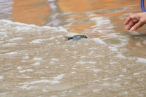 กิจกรรมปล่อยพันธุ์สัตว์น้ำ พารามิเตอร์รูปภาพ 11