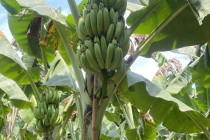 รองอธิบดีกรมส่งเสริมสหกรณ์ลงพื้นที่จังหวัดเพชรบุรี พารามิเตอร์รูปภาพ 20