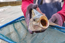 ประชุมตรวจติดตามงานของผู้ตรวจราชการกระทรวงเกษตรและสหกรณ์ พารามิเตอร์รูปภาพ 19