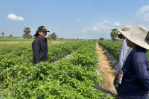 ตรวจเยี่ยมแปลงสมาชิกสหกรณ์เครดิตยูเนี่ยนหนองศาลา จำกัด พารามิเตอร์รูปภาพ 6