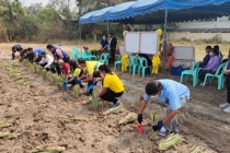 โครงการการพัฒนาและยกระดับการปลูกสับปะรดดอนขุนห้วยสู่มาตรฐานและการค้าเชิงพาณิชย์ ... พารามิเตอร์รูปภาพ 9